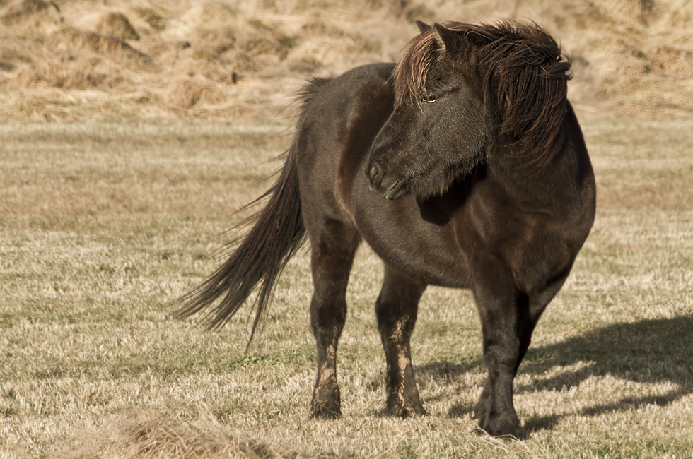 Habitantes de Islandia